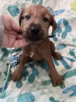 Ivan, a male Irish Terrier for sale in Glasco, KS – Photo 2 of 3