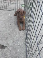 Ivan, a male Irish Terrier for sale in Glasco, KS – 3 of 7