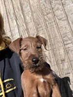 Ivan, a male Irish Terrier for sale in Glasco, KS – 4 of 7