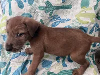 Ivan, a male Irish Terrier for sale in Glasco, KS – Photo 3 of 3