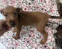 Issac, a male Irish Terrier for sale in Glasco, KS – 5 of 7