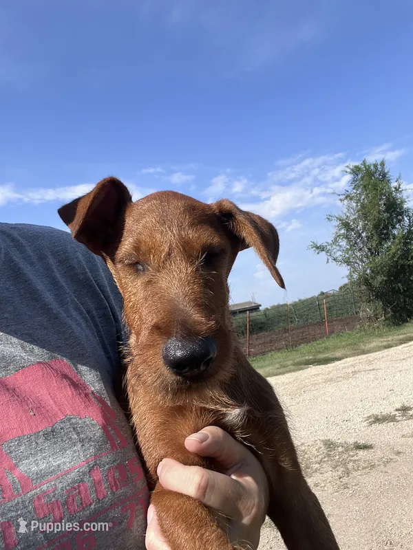 Issac – Irish Terrier puppy for sale in Glasco, KS
