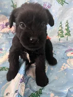 Blade - AKC, a male Standard Schnauzer for sale in Glasco, KS – Photo 3 of 8