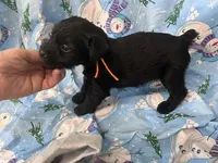 Blade - AKC, a male Standard Schnauzer for sale in Glasco, KS – Photo 4 of 8