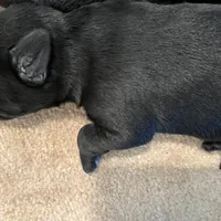 Blade - AKC, a male Standard Schnauzer for sale in Glasco, KS – Photo 7 of 8