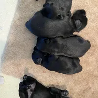 Blade - AKC, a male Standard Schnauzer for sale in Glasco, KS – Photo 8 of 8