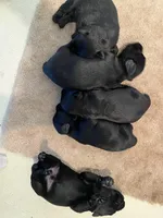 Blade - AKC, a male Standard Schnauzer for sale in Glasco, KS – Photo 2 of 2