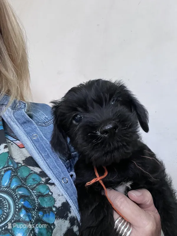 Blade - AKC – Standard Schnauzer puppy for sale in Glasco, KS