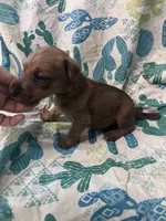 Dutchess - AKC, a male Irish Terrier for sale in Glasco, KS – 3 of 4