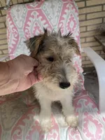 Willow - AKC, a female Wire Fox Terrier for sale in Glasco, KS – 3 of 3