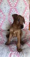 Issac, a male Irish Terrier for sale in Glasco, KS – 1 of 7
