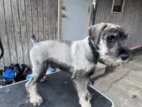 On hold - Pete , a male Standard Schnauzer for sale in Glasco, KS – 3 of 10