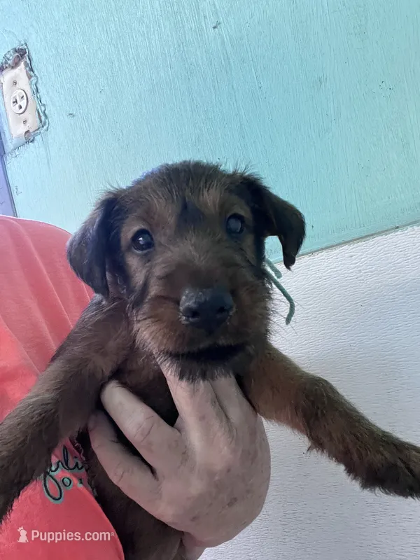 Issac – Irish Terrier puppy for sale in Glasco, KS