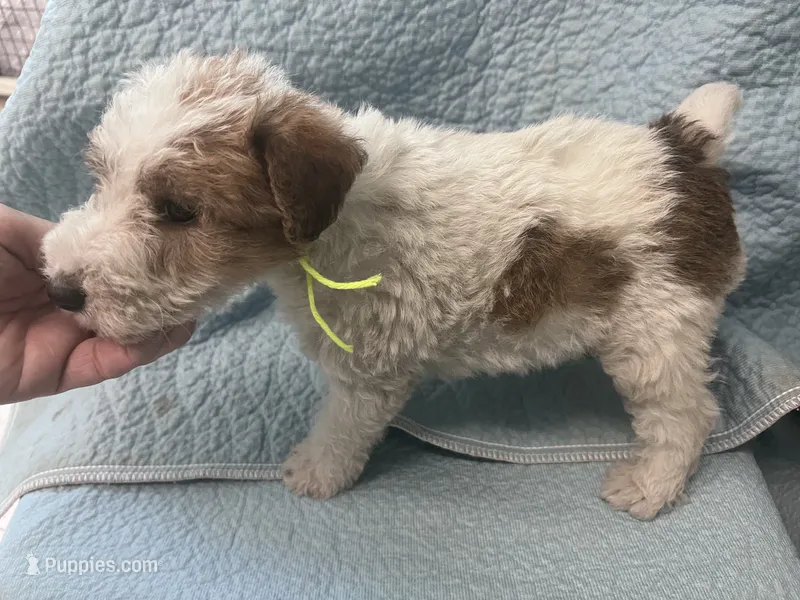 Wilma - AKC – Wire Fox Terrier puppy for sale in Glasco, KS
