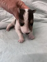 Waldo - AKC, a male Wire Fox Terrier for sale in Glasco, KS – 1 of 4
