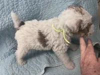 Wilma - AKC, a female Wire Fox Terrier for sale in Glasco, KS – 3 of 3