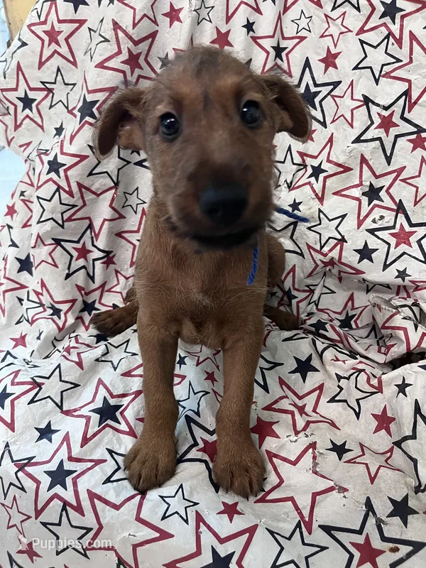 Ian – Irish Terrier puppy for sale in Glasco, KS
