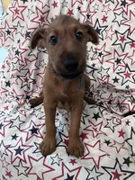 Ian, a male Irish Terrier for sale in Glasco, KS – 4 of 10