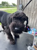 HOLD Brody. AKC, a male Standard Schnauzer for sale in Glasco, KS – 4 of 9