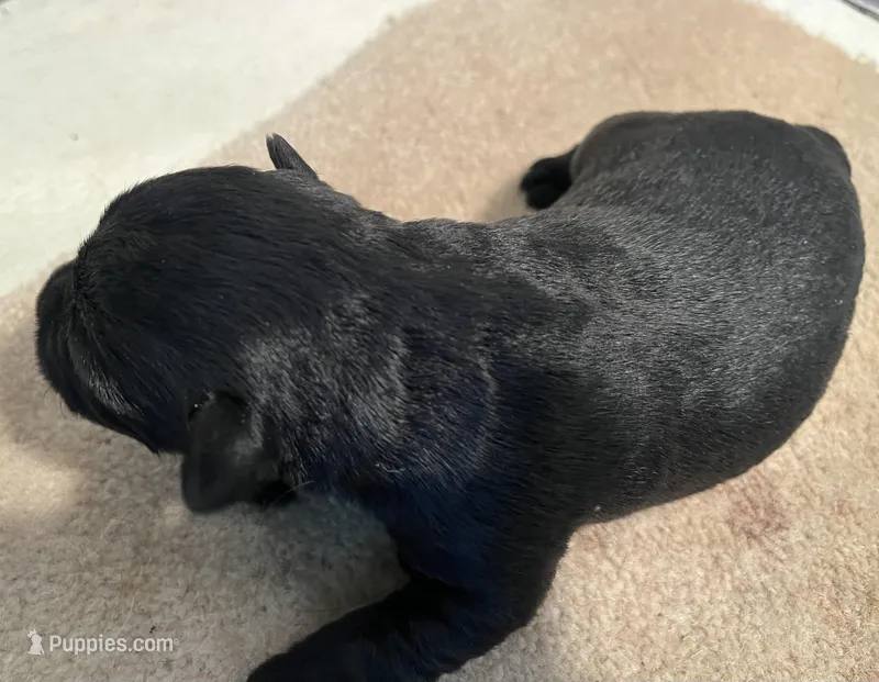 Beau.  AKC, a male Standard Schnauzer for sale in Glasco, KS – Photo 1 of 2