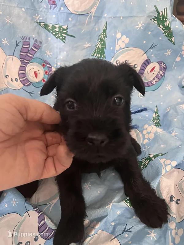 Beau.  AKC – Standard Schnauzer puppy for sale in Glasco, KS