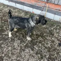 AKC - Spencer, a male Standard Schnauzer for sale in Glasco, KS – Photo 1 of 3
