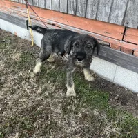 AKC - Spencer, a male Standard Schnauzer for sale in Glasco, KS – Photo 2 of 3