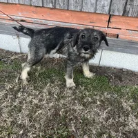 AKC - Spencer, a male Standard Schnauzer for sale in Glasco, KS – Photo 3 of 3