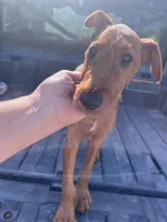 Issac, a male Irish Terrier for sale in Glasco, KS – 2 of 9