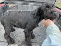 HOLD Brody. AKC, a male Standard Schnauzer for sale in Glasco, KS – 2 of 9