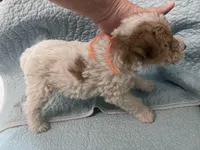 Willa - AKC, a female Wire Fox Terrier for sale in Glasco, KS – 2 of 9