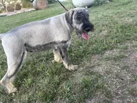 AKC - Spencer, a male Standard Schnauzer for sale in Glasco, KS – 3 of 6