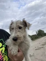 Waldo - AKC, a male Wire Fox Terrier for sale in Glasco, KS – 4 of 7