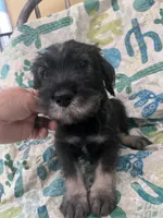Pete , a male Standard Schnauzer for sale in Glasco, KS – Photo 1 of 7