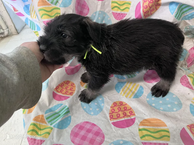 Pete  – Standard Schnauzer puppy for sale in Glasco, KS