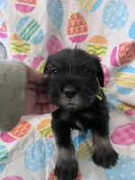 Pete , a male Standard Schnauzer for sale in Glasco, KS – Photo 2 of 5