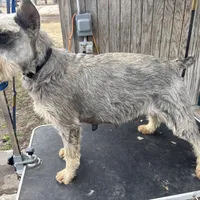 Pete , a male Standard Schnauzer for sale in Glasco, KS – Photo 5 of 5