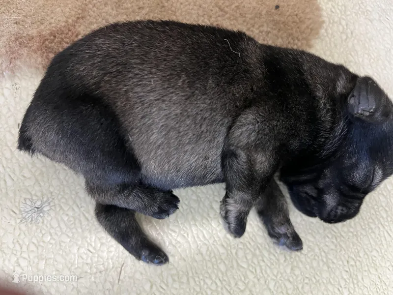 Pete , a male Standard Schnauzer for sale in Glasco, KS – Photo 1 of 3