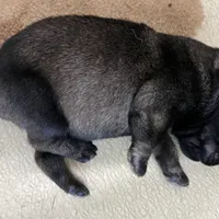 Pete , a male Standard Schnauzer for sale in Glasco, KS – Photo 3 of 5