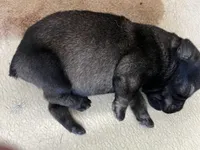 Pete , a male Standard Schnauzer for sale in Glasco, KS – Photo 1 of 3