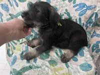 Pete , a male Standard Schnauzer for sale in Glasco, KS – Photo 2 of 7