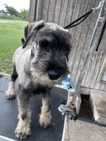 On hold - Pete , a male Standard Schnauzer for sale in Glasco, KS – 2 of 10