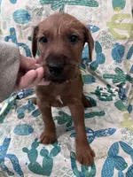Innes, a male Irish Terrier for sale in Glasco, KS – Photo 2 of 3