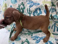 Innes, a male Irish Terrier for sale in Glasco, KS – Photo 3 of 3