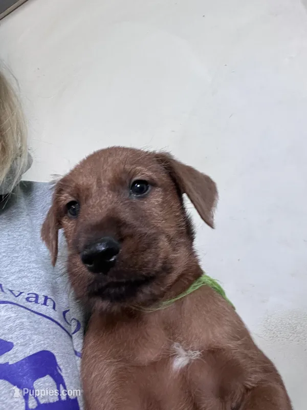 Innes – Irish Terrier puppy for sale in Glasco, KS