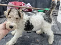 Wesley - AKC, a male Wire Fox Terrier for sale in Glasco, KS – 3 of 7