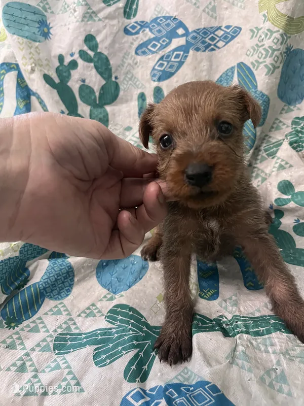 Darian - AKC – Irish Terrier puppy for sale in Glasco, KS