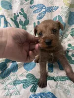 Darian - AKC, a male Irish Terrier for sale in Glasco, KS – 1 of 2