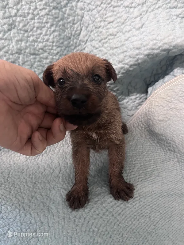Devin - AKC – Irish Terrier puppy for sale in Glasco, KS