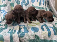 Dolly - AKC, a male Irish Terrier for sale in Glasco, KS – 3 of 4